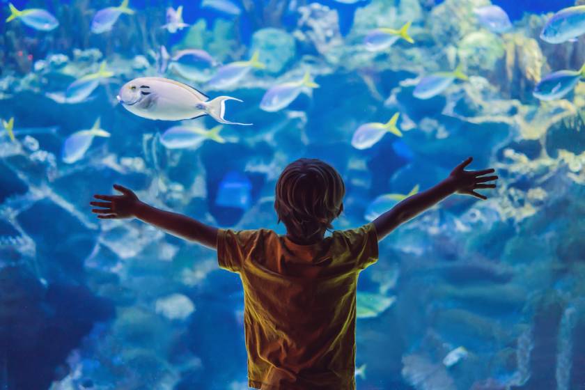 little boy at aquarium
