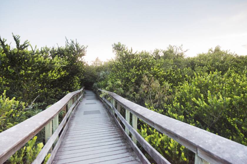 boardwalk through mangrove forest
